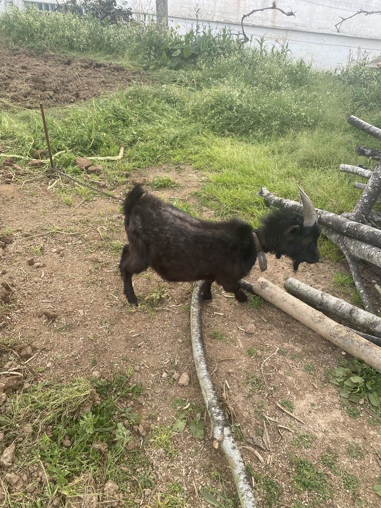 Chibo raça anã.