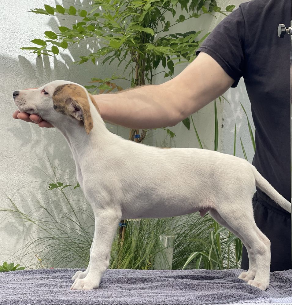 Whippet ZKwP chłopiec o pieknym umaszczeniu Revirado FCI
