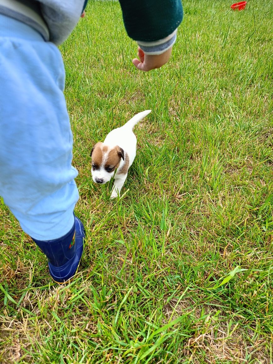 Sunia Jack Russell Terrier