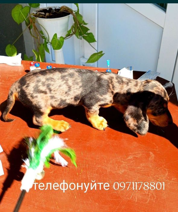 Мрія міні - такса тоді зателефонуйте.