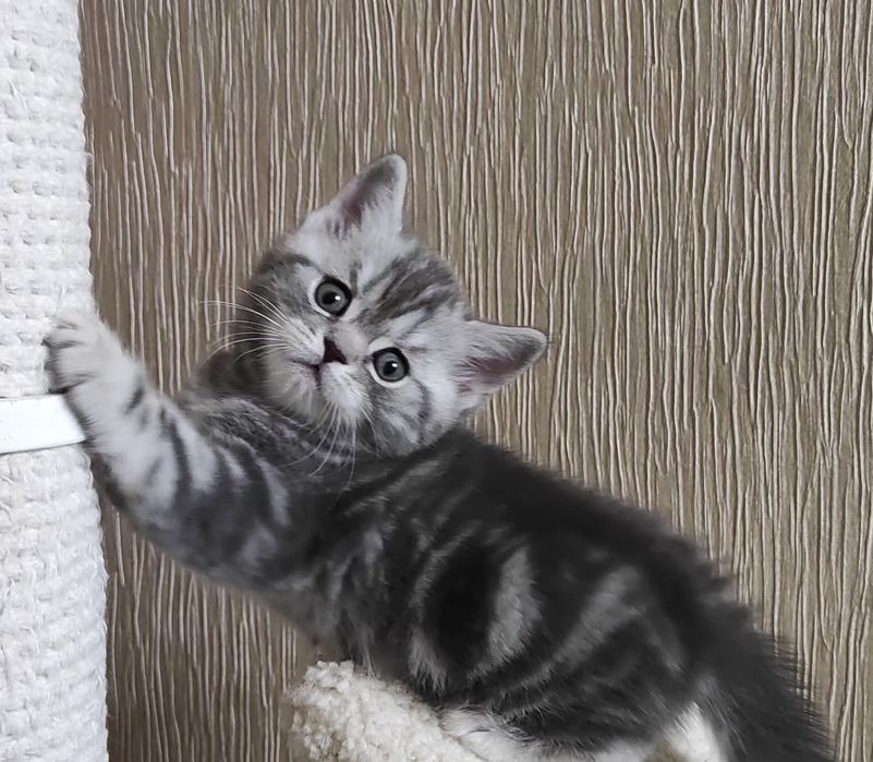 Очень красивые котята