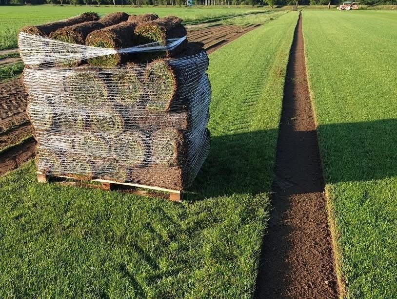 Trawa z rolki premium, sprzedaż, transport pod dom, polska produkcja