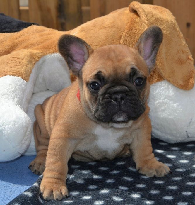 Красные французы с документами КСУ