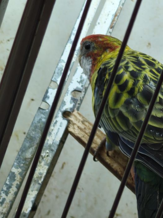 Casal roselas bonitas