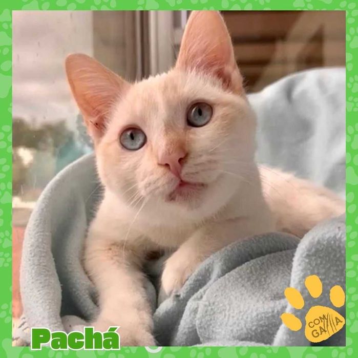 Gatiinhos maravilhosos, resgatados e a aguardar uma Familia