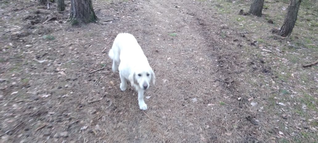 Piesek suczka Golden retriever