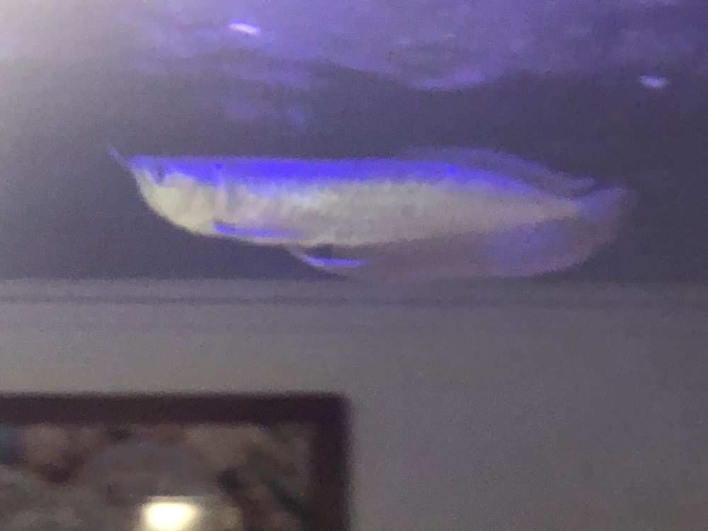 Arowana silver monsterfish