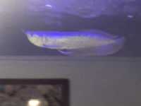 Arowana silver monsterfish