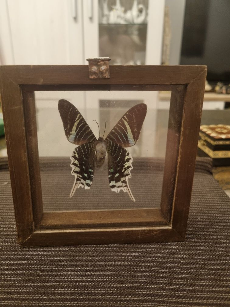 Motyl w gablotce