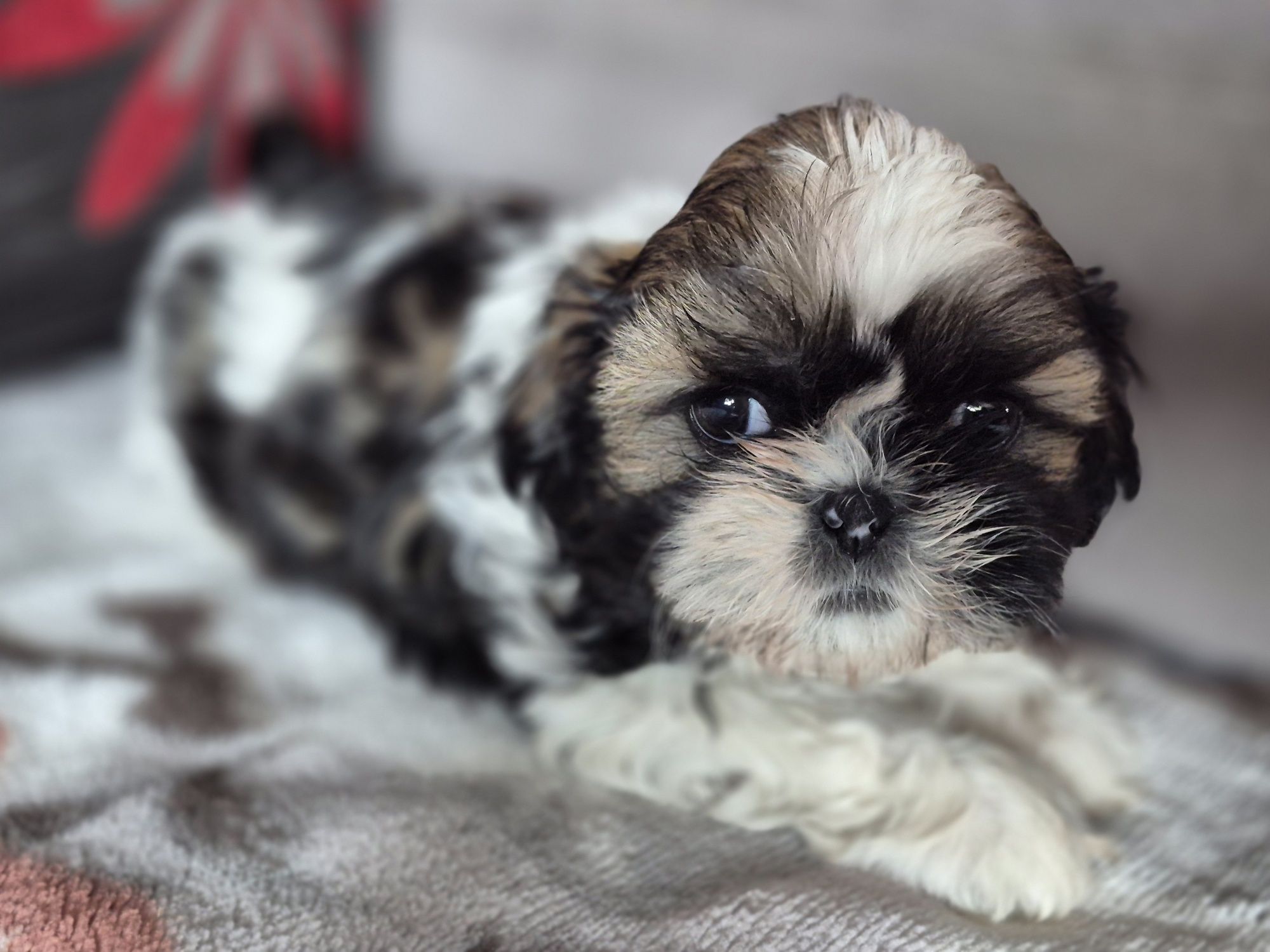 Śliczna  Shih tzu