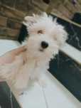 York terrier color