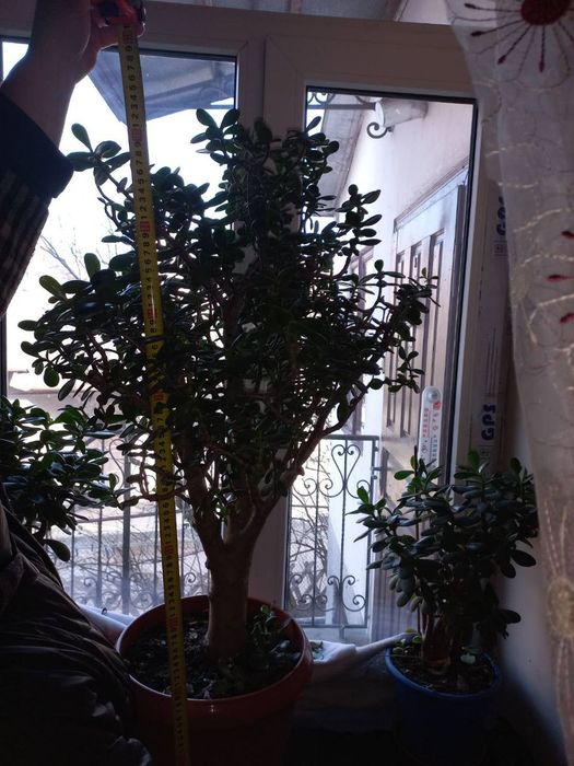 Вазон Товстянка, Грошове дерево, 110 см, 15 років