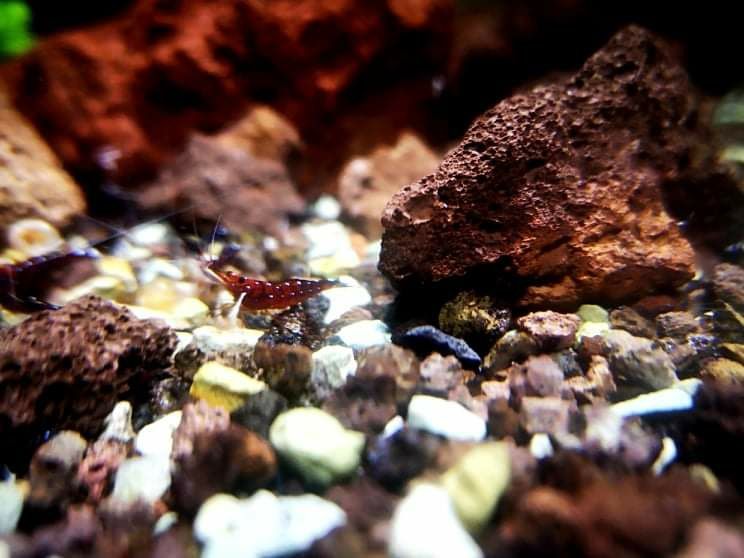 Caridina dennerli kardynalSulawesi