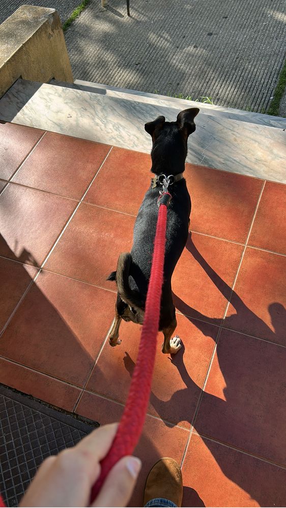 Petsitting, passeios