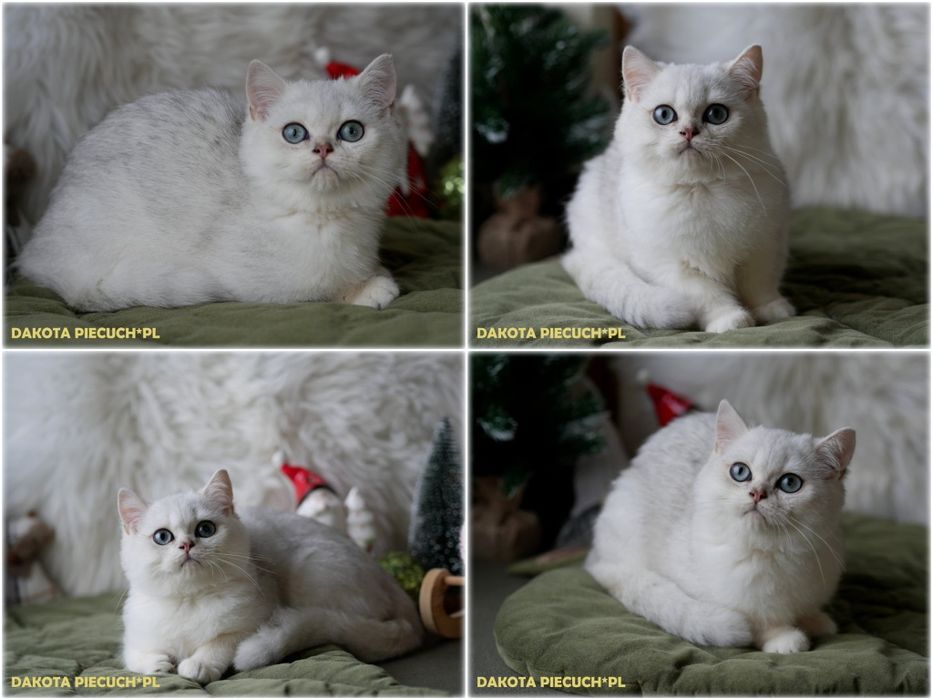 Kotki  brytyjskie srebrne szynszylowe