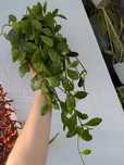 Planta Dischidia pectinoides