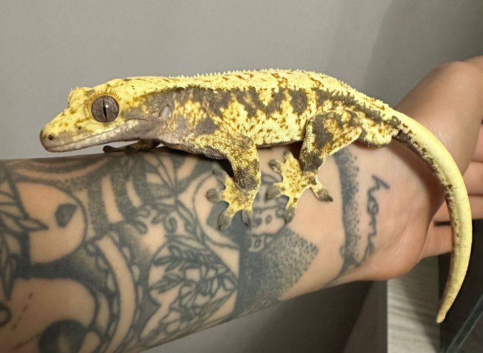 Dwa samce gekona orzęsionego