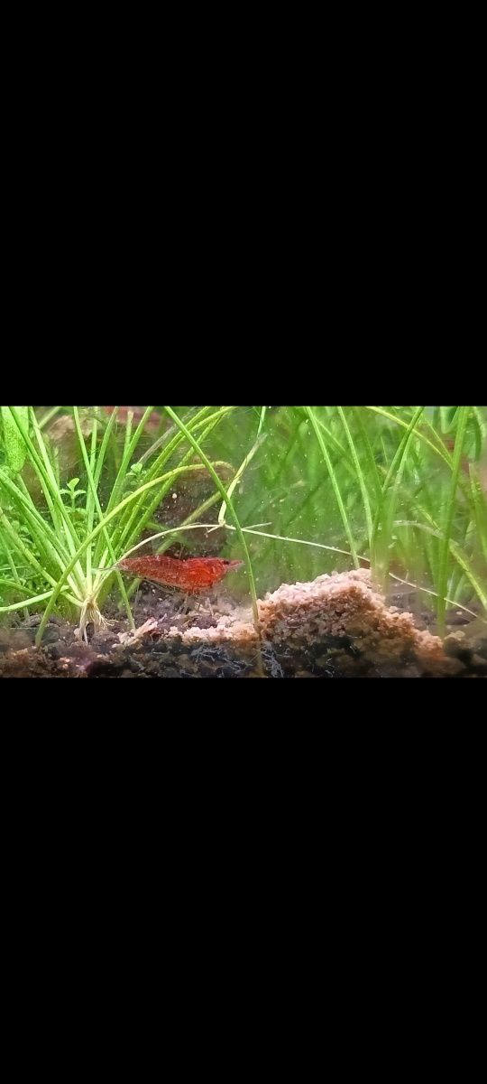 Krewetki Red Cherry