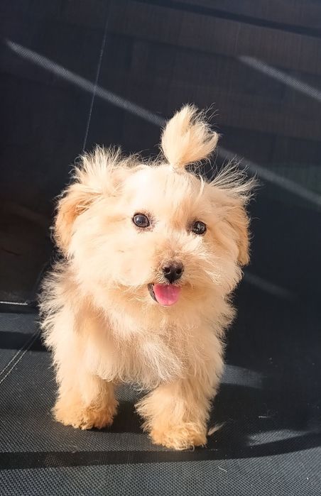 Bichpoo/Poochon dziewczynka
