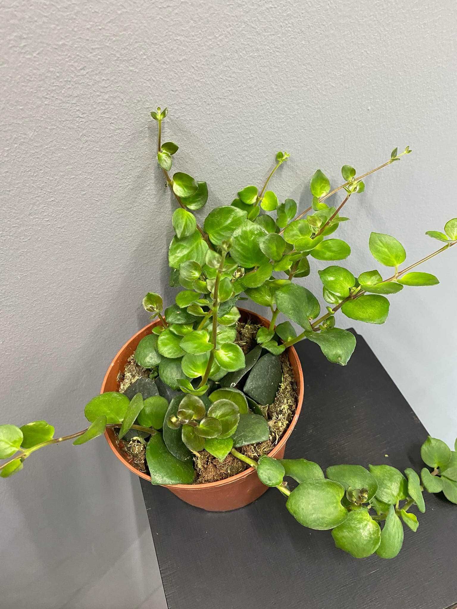 Aeschynanthus Pink Polka 12 cm Doniczka