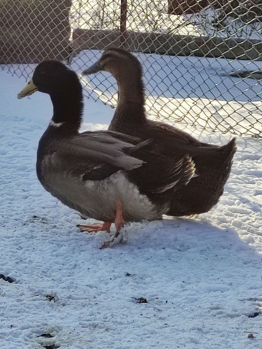 Руанские утки (утки)