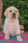 Labrador biszkoptowy pies PALMER Passion Dog już do odbioru