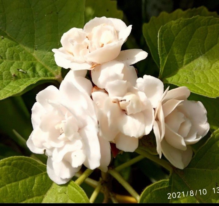 Клеродендрум філіппінський