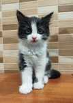 Кошенятка добрим людям в добрі руки! Саме для Вас)