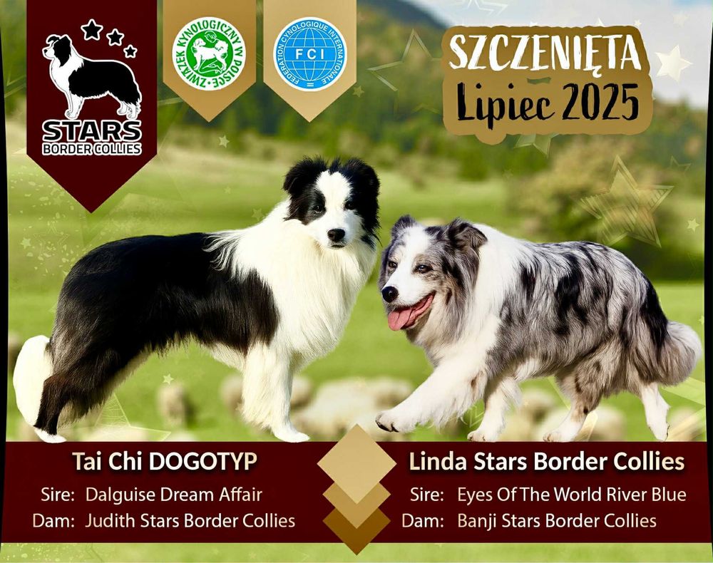 Border Collie Piesek  FCI.  Top