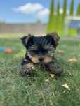 Pies  Yorkshire Terrier FCI
