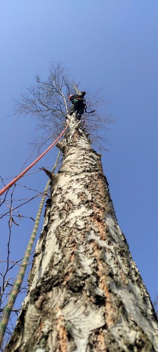 Спилить дерево удалить дерево кронирование видалити дерево альпинист