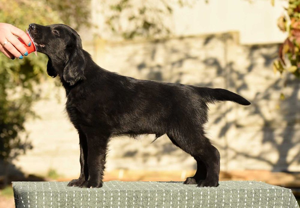 FLAT COATED RETRIEVER - czarny chłopczyk gotowy na nowy dom