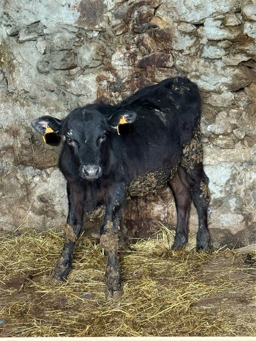 Vitelos e vitelas disponiveis