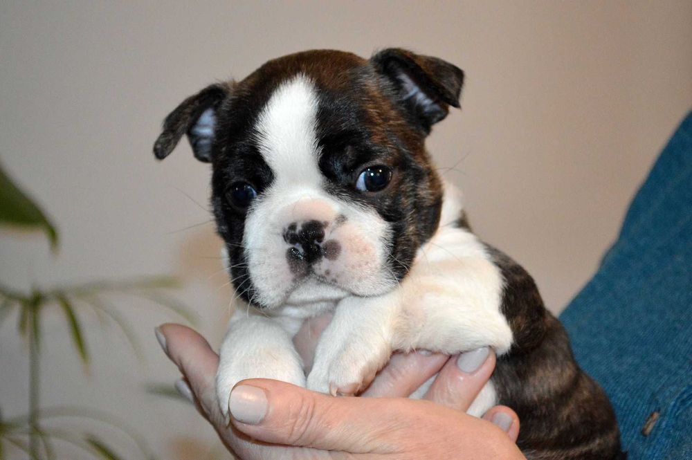Szczenię Boston Terrier, piesek po Championie, metryka ZKwP/FCI