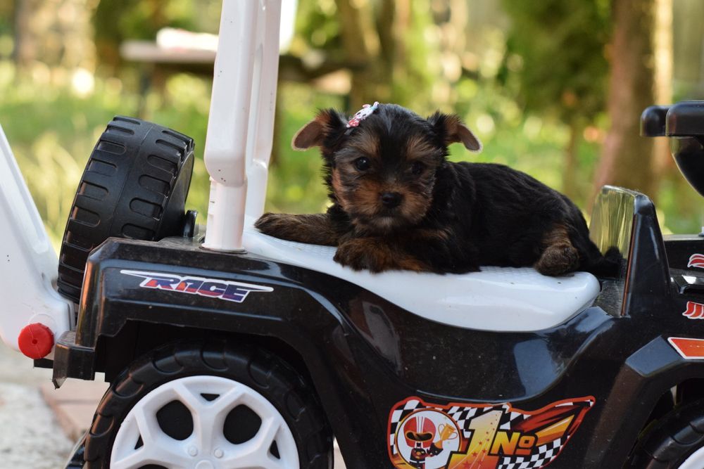Цуценята Йорки. ' дівчинка та хлопчики