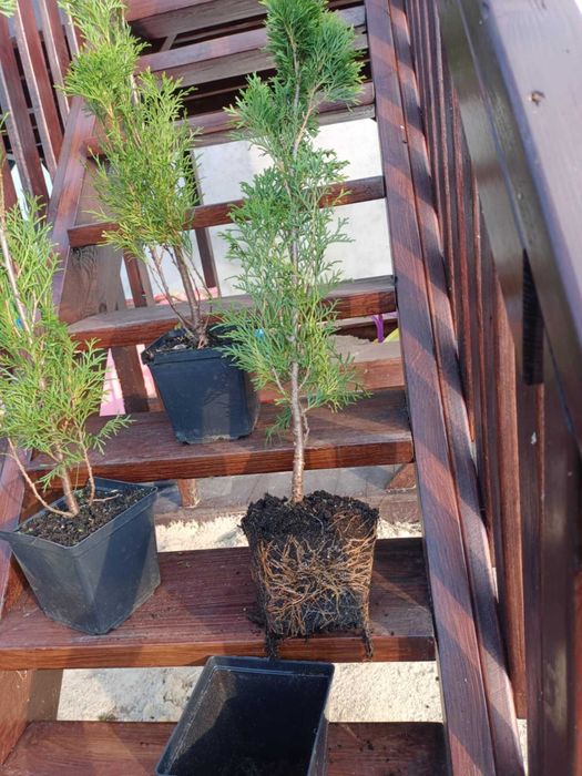 Tuja szmaragd 50 cm - 70 cm wysokości