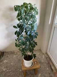 Шеффлера кімнатна рослина вазон для дому і для офісів