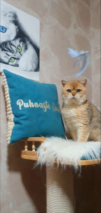 Золотий британський шиншила кіт