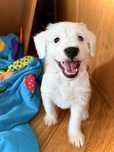 Parson Russell Terrier - dziewczynka Torah
