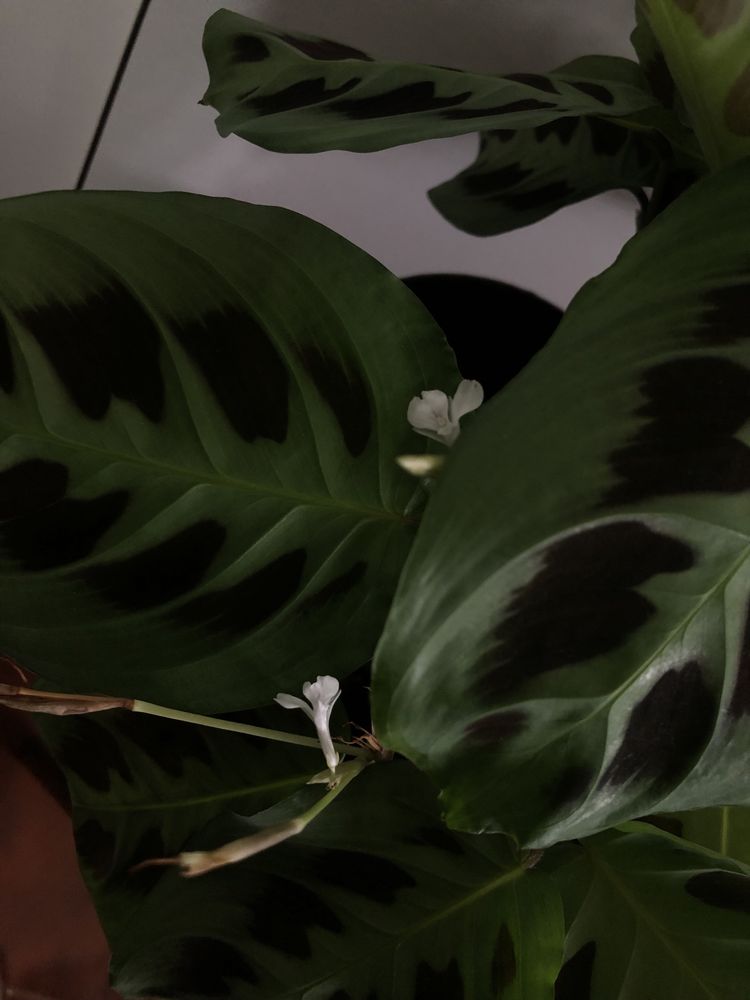 Planta de interior - Maranta