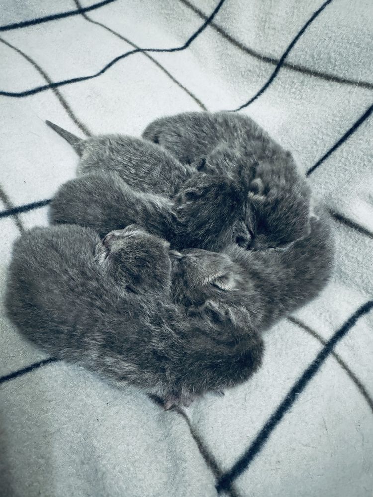 Шотландські кошенята/Scottish cats/Scottish fold/straight