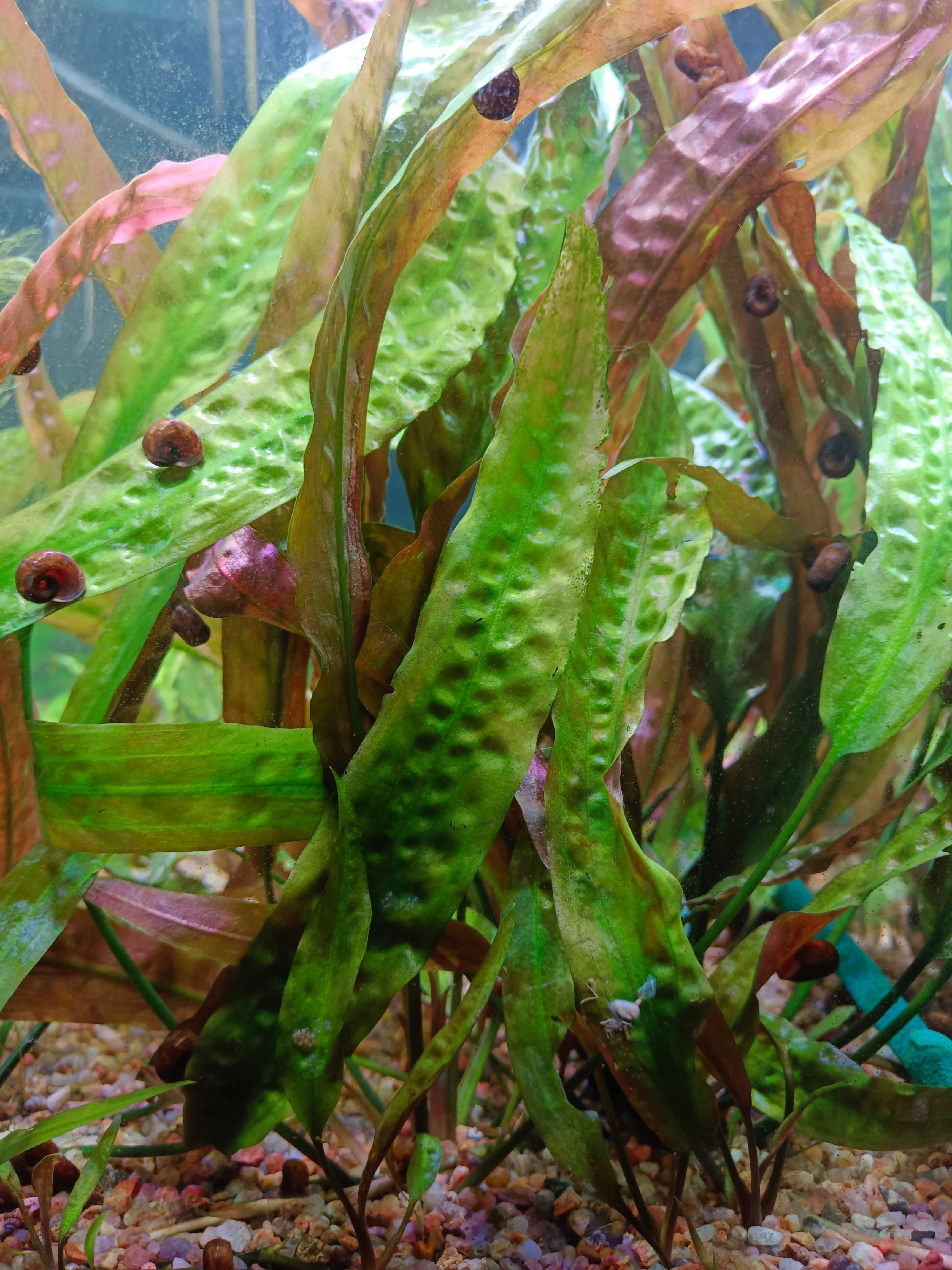 Криптокорина рослина в акваріум