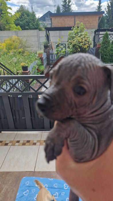 Nagi Pies Meksykański XOLO MINI piesek samczyk