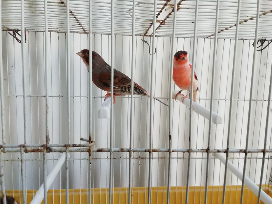 Canários várias ráças