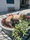 Chihuahua Miniatura
