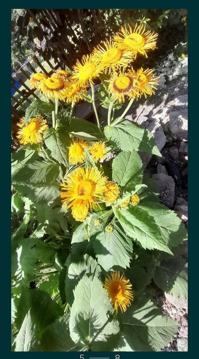 Oman wielki sadzonka