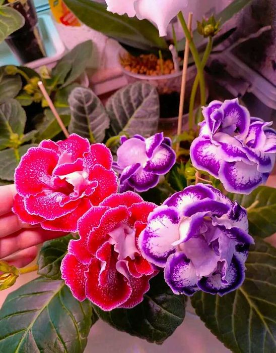 Глоксинія еск вишив