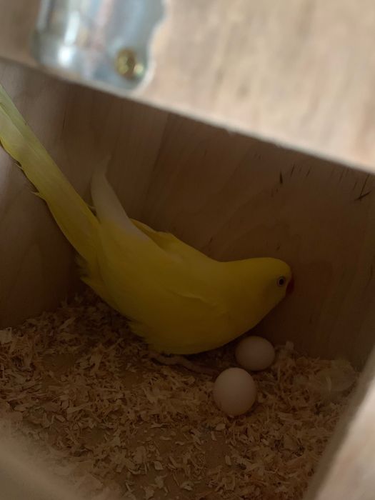 Casal Ring Neck reprodutor