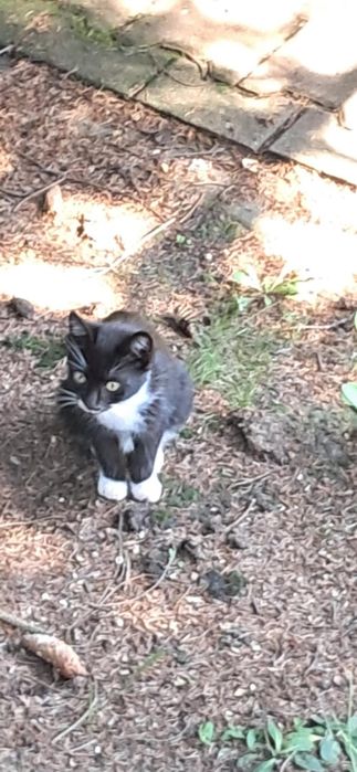 Mały kot szuka domu