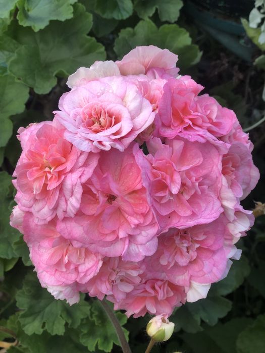 Пеларгония ИВ -Ухарь Купец сортовые